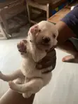 Male Mixed Breed Maltese Puppy, 0-1 Month - 3