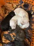 Male Mixed Breed Maltese Puppy, 0-1 Month - 4