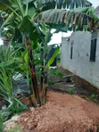 Commercial Shops and Storage for Sale - Kisaana Trading Centre - 2