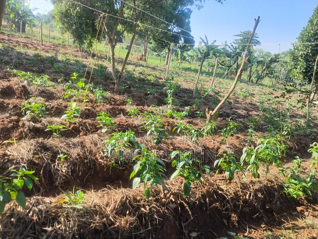 Fresh Green Peppers for Sale - 1
