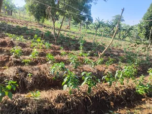 Fresh Green Peppers for Sale