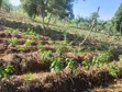 Fresh Green Peppers for Sale - 1