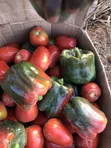Fresh Green Peppers for Sale - 2