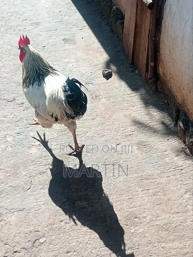 Local Chickens - 7 Available - 1
