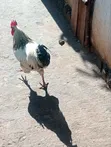 Local Chickens - 7 Available - 1