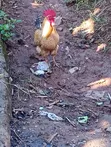Local Chickens - 7 Available - 2