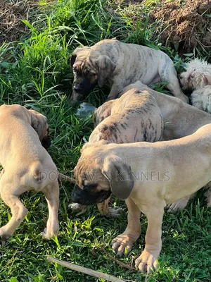 Purebred Boerboel Puppies (3-6 Months)