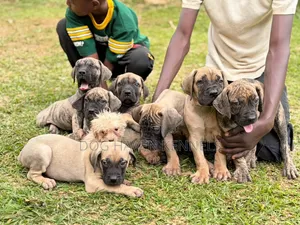 Purebred Boerboel Female Puppy (3-6 Months)