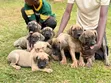 Purebred Boerboel Female Puppy (3-6 Months) - 1