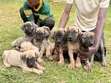 Purebred Boerboel Female Puppy (3-6 Months) - 2