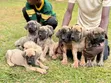Purebred Boerboel Puppy - 1-3 Months Old - 1