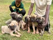 Purebred Boerboel Puppy - 1-3 Months Old - 2