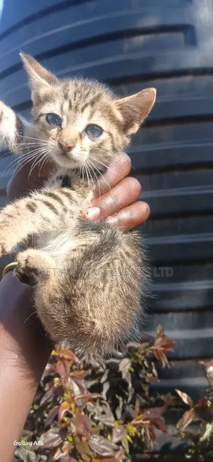 1-3 Month Male Mixed Breed Cat