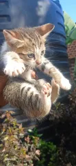 1-3 Month Male Mixed Breed Cat - 2