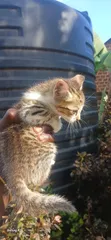 1-3 Month Male Mixed Breed Cat - 3