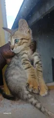 1-3 Month Male Mixed Breed Cat - 4