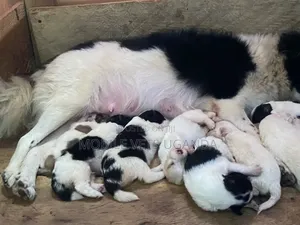 0-1 Month Male Purebred Japanese Spitz Puppy