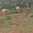 Mailo Land with Title in Nama - 1