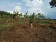 3 Acres of Land for Sale - Kigogwa - 1