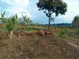 3 Acres of Land for Sale - Kigogwa - 2