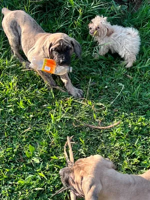 3-6 Month Male Purebred Boerboel Puppy