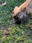 3-6 Month Male Purebred Boerboel Puppy - 2