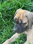 3-6 Month Male Purebred Boerboel Puppy - 3