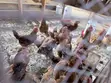 Sasso Roosters - 1