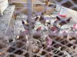 Sasso Roosters - 2
