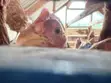 Sasso Roosters - 3
