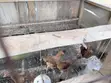 Sasso Roosters - 4