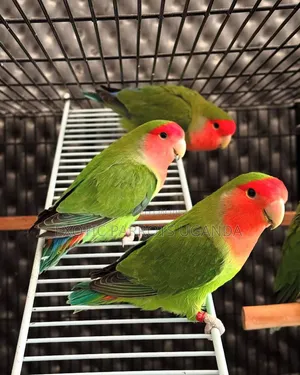 Trained Parrot