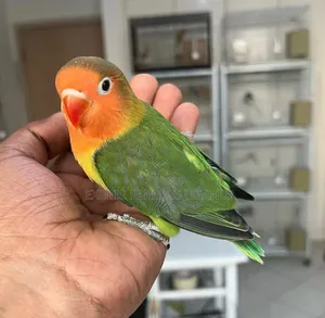 Friendly Parrots