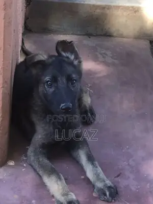 3-6 Month Male Purebred German Shepherd
