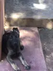 3-6 Month Male Purebred German Shepherd - 2