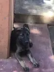 3-6 Month Male Purebred German Shepherd - 3