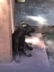 3-6 Month Male Purebred German Shepherd - 4