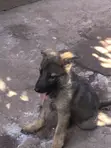 3-6 Month Male Purebred German Shepherd - 5