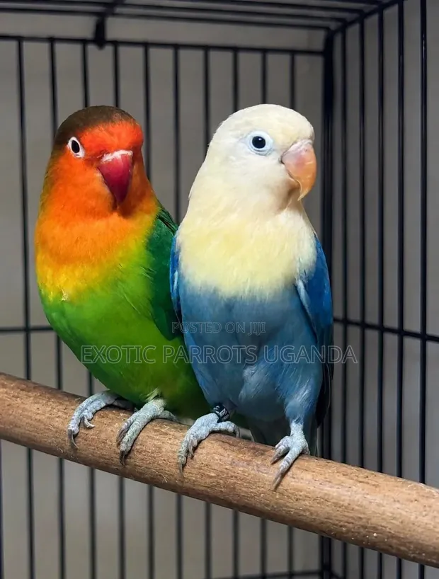 Budgies Available - 1