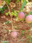 Furnished 3-Bedroom House for Sale in Nyenje, Mukono - 5