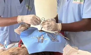 Dog and Cat Surgery Services