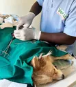 Dog and Cat Surgery Services - 2