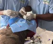 Dog and Cat Surgery Services - 3