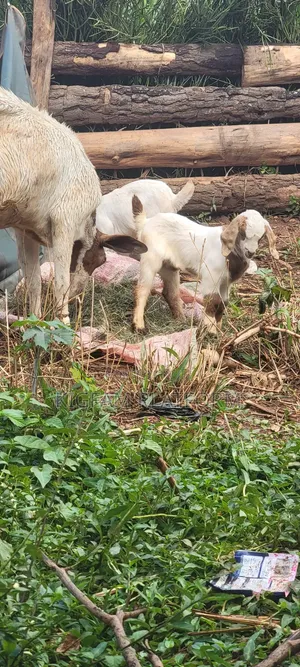 Boer Highbreed Goats with 2 Kids