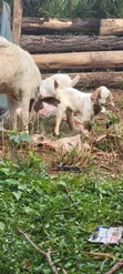 Boer Highbreed Goats with 2 Kids - 1