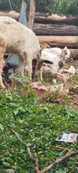 Boer Highbreed Goats with 2 Kids - 2
