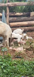 Boer Highbreed Goats with 2 Kids - 3