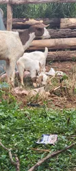 Boer Highbreed Goats with 2 Kids - 4