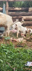 Boer Highbreed Goats with 2 Kids - 5