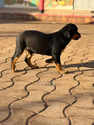 Female Purebred Rottweiler Puppy, 1-3 Months